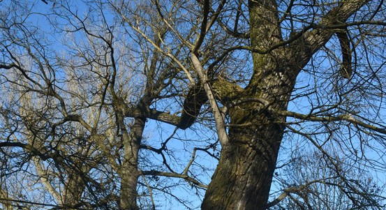 Stromolezci budou pracovat v korunách stromů Kilometrovky, aby byla alej pro chodce i cyklisty bezpečnější