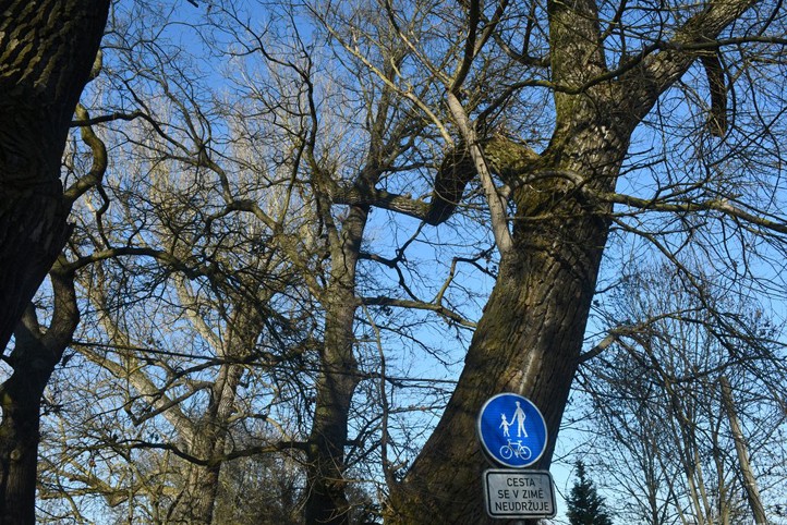 260313_Stromy_Kilometrovka_3