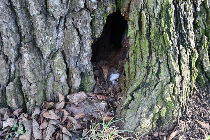 260313_Stromy_Kilometrovka_2