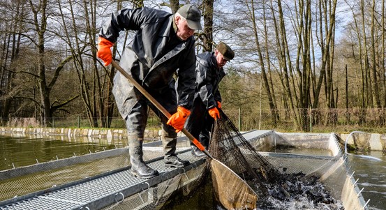 Na městských sádkách u Košináře začne velikonoční prodej ryb