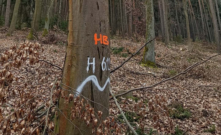 Zdroj fotografií: Správa veřejného statku města Plzně 260417_Strom_znaceni_2
