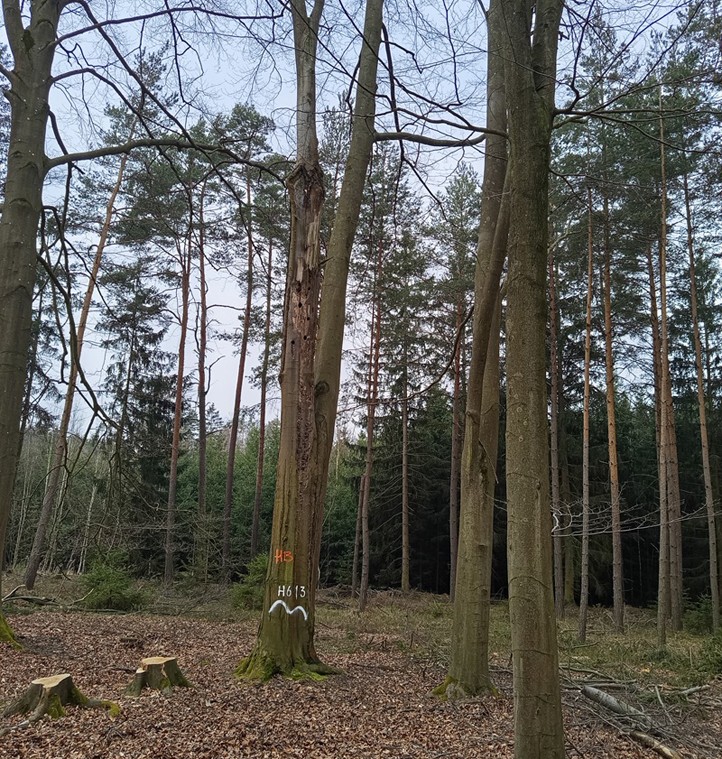 Zdroj fotografií: Správa veřejného statku města Plzně 260417_Strom_znaceni_1