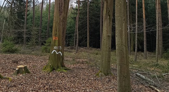 Staré stromy v plzeňských lesích dají život mnoha dalším organismům