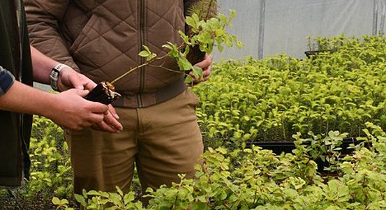 Plzeňští lesníci chtějí lesy odolnější klimatické změně, začínají si strojově vyrábět sazenice
