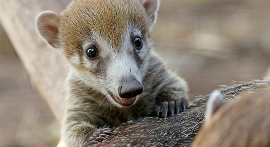 Plzeňská zoo hlásí mnoho přírůstků