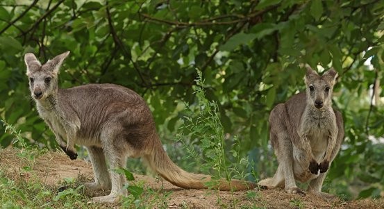 Klokani horští se zabydlují v plzeňské zoo