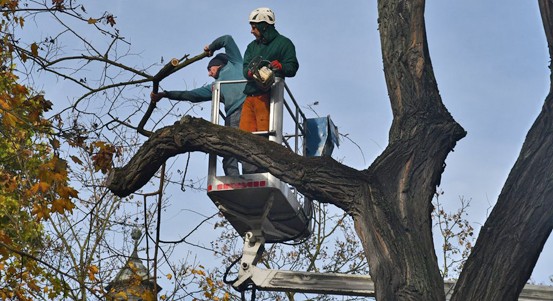 V plzeňském sadovém okruhu začíná prořez stromů