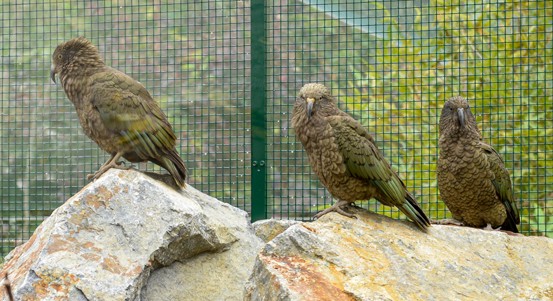 Nová expozice v plzeňské zoo představuje vzácné ptáky z Nového Zélandu