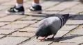 Nekrmte holuby, škodíte jim, připomíná město Plzeň