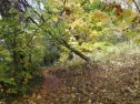 Budeme odstraňovat suché a poškozené dřeviny v městských parcích. Buďte obezřetní