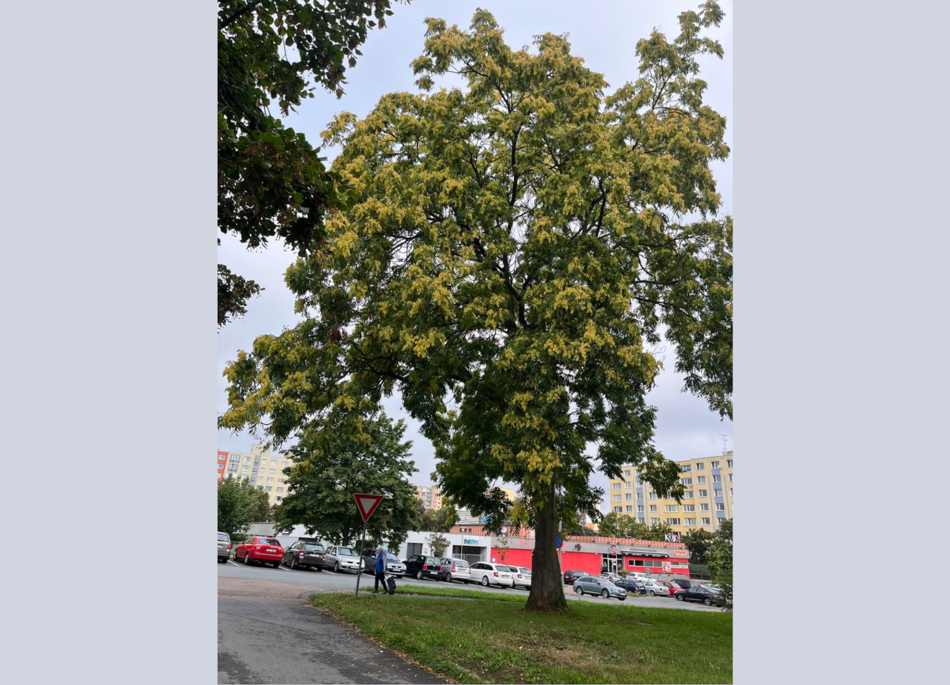 20260902_pajasan_sokolovska
