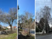 Rekonstrukce vozovky na Bílé Hoře si vyžádá kácení