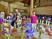 Výstavu kosatců na statku U Matoušů iniciovala starostka Jedničky Ivana Bubeníčková. Foto: ÚMO Plzeň 1