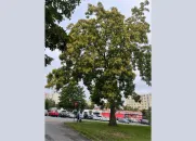 Oprava horkovodu si vyžádá pokácení pajasanu v Sokolovské ulici