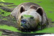 Medvěd Honzík v plzeňské zoo. Za tento snímek získala jeho autorka Eva Tenglerová zvláštní cenu poroty.