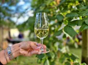 Bolevecké vinobraní 2026. Foto: ÚMO Plzeň 1