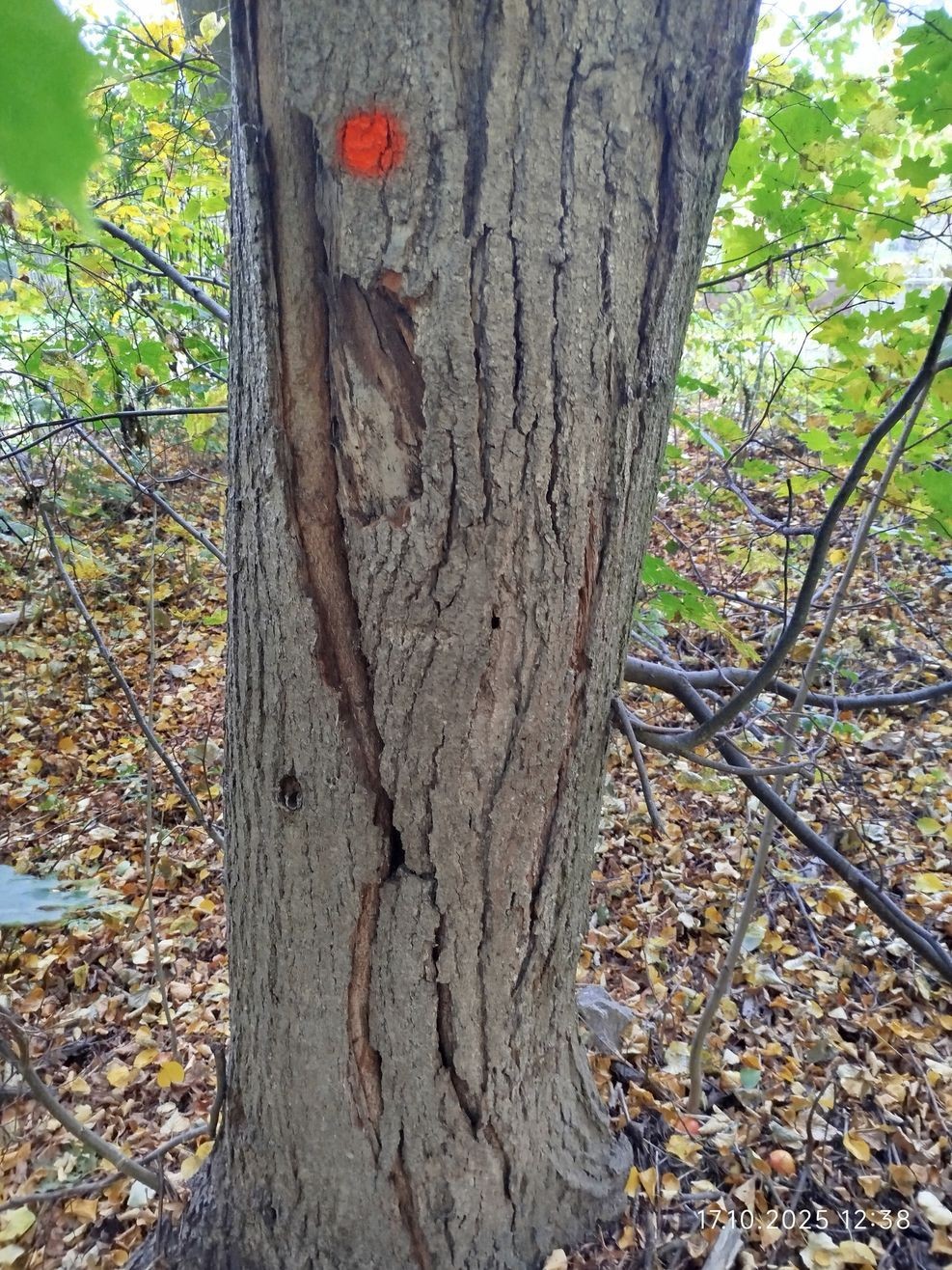 Homolka17-10-2025_2__fotoLucieZEMANOVÁ Homolka17-10-2025_2__fotoLucieZEMANOVÁ