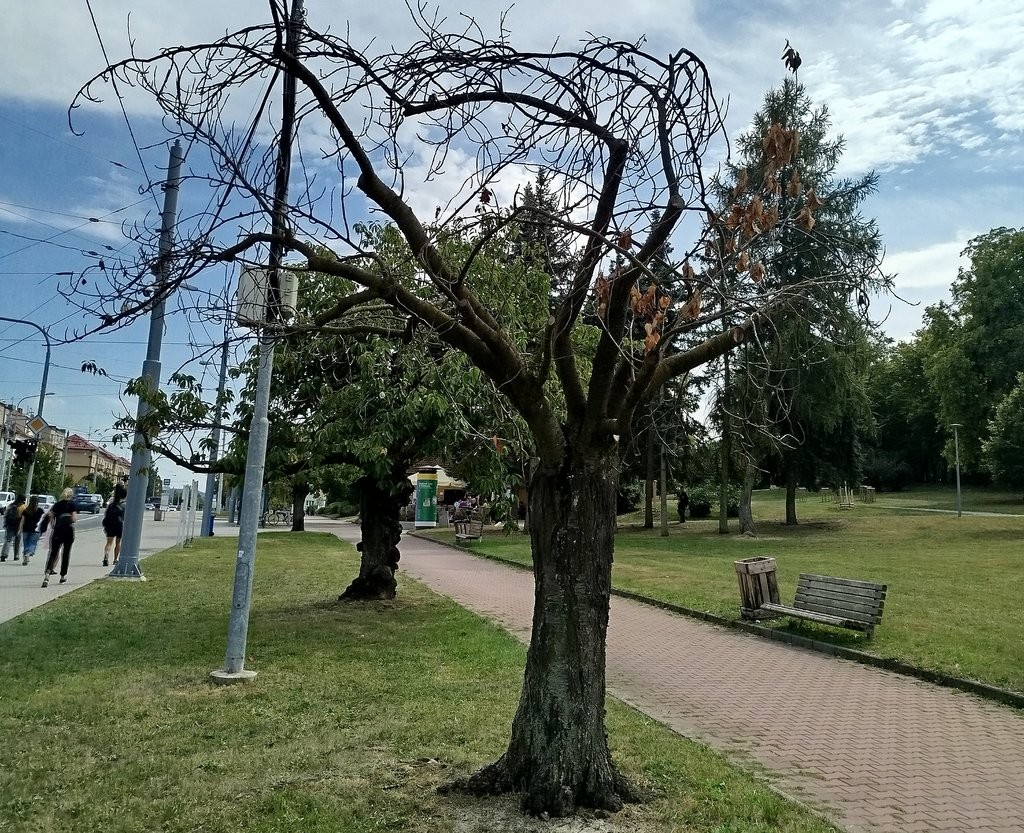 IMG_20250828_141705_fotoLucieZEMANOVÁ IMG_20250828_141705_fotoLucieZEMANOVÁ