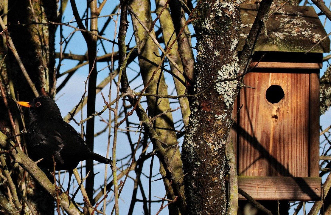 bird-1824363_1280