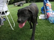 Tento pejskek je na prodej! Marek Kreml, tel.: 607 151 888