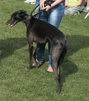 Vítěz soutěže NEJ PES