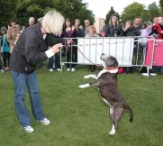 Někteří pejsci byli opravdu velmi šikovní