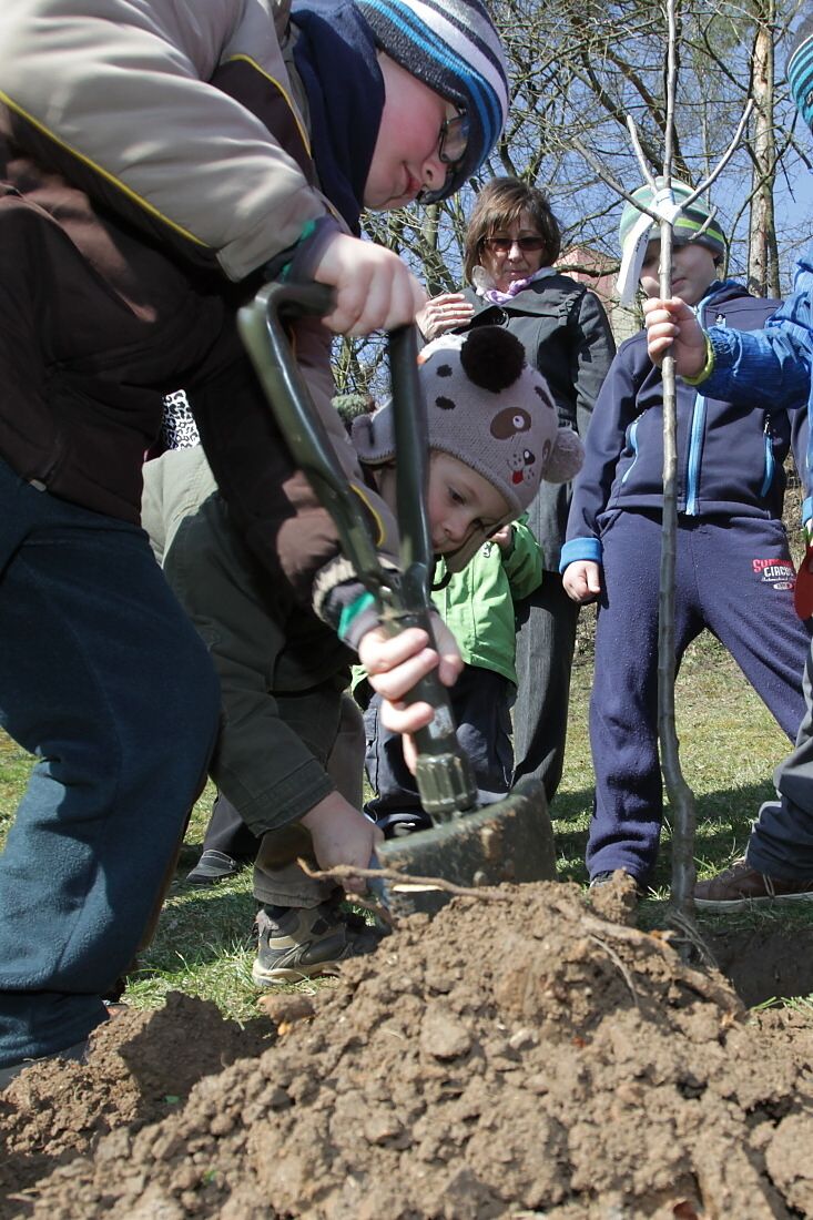 Sázení stromku v MŠ