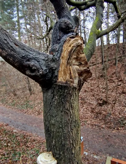 suchý strom lobezpark