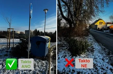 Odzdobené vánoční stromky