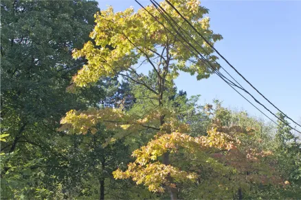Upozornění k odstranění a okleštění stromoví a jiných porostů