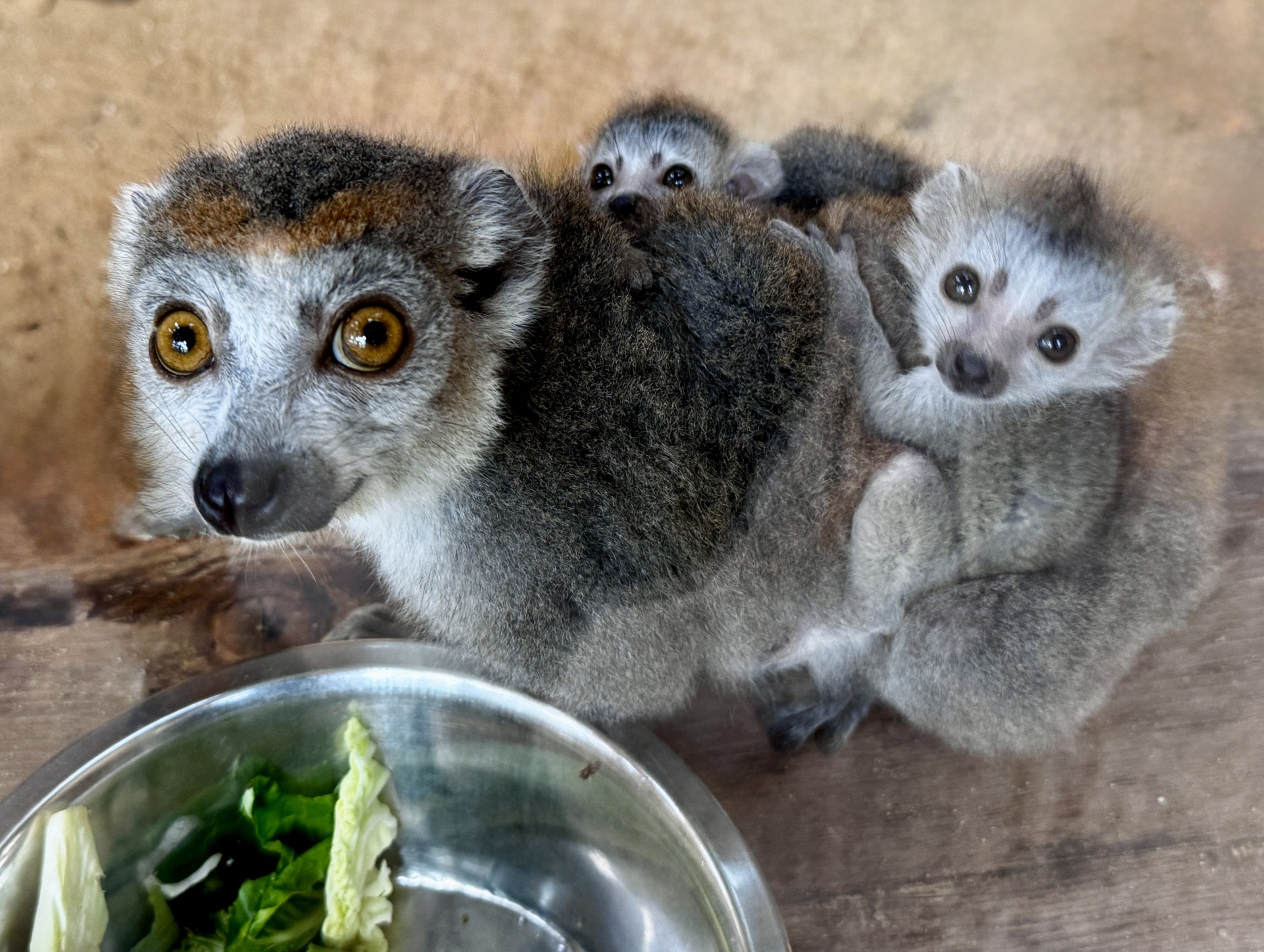 Mláďata korunkatých lemurů – po deseti letech v ČR!