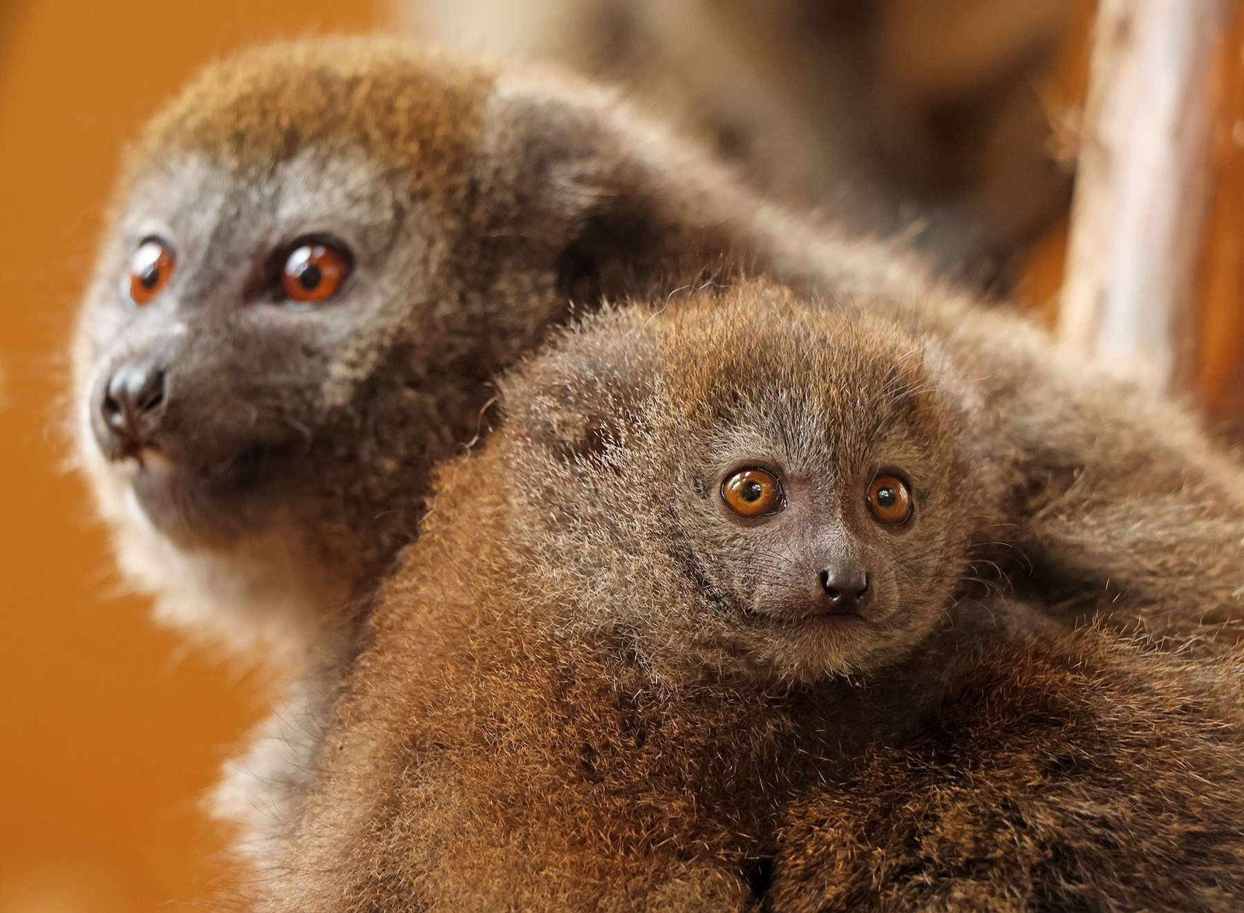 lemur-rákosový-Hapalemur-alaotrensis-23-7-2025-km (86)-upr-mini