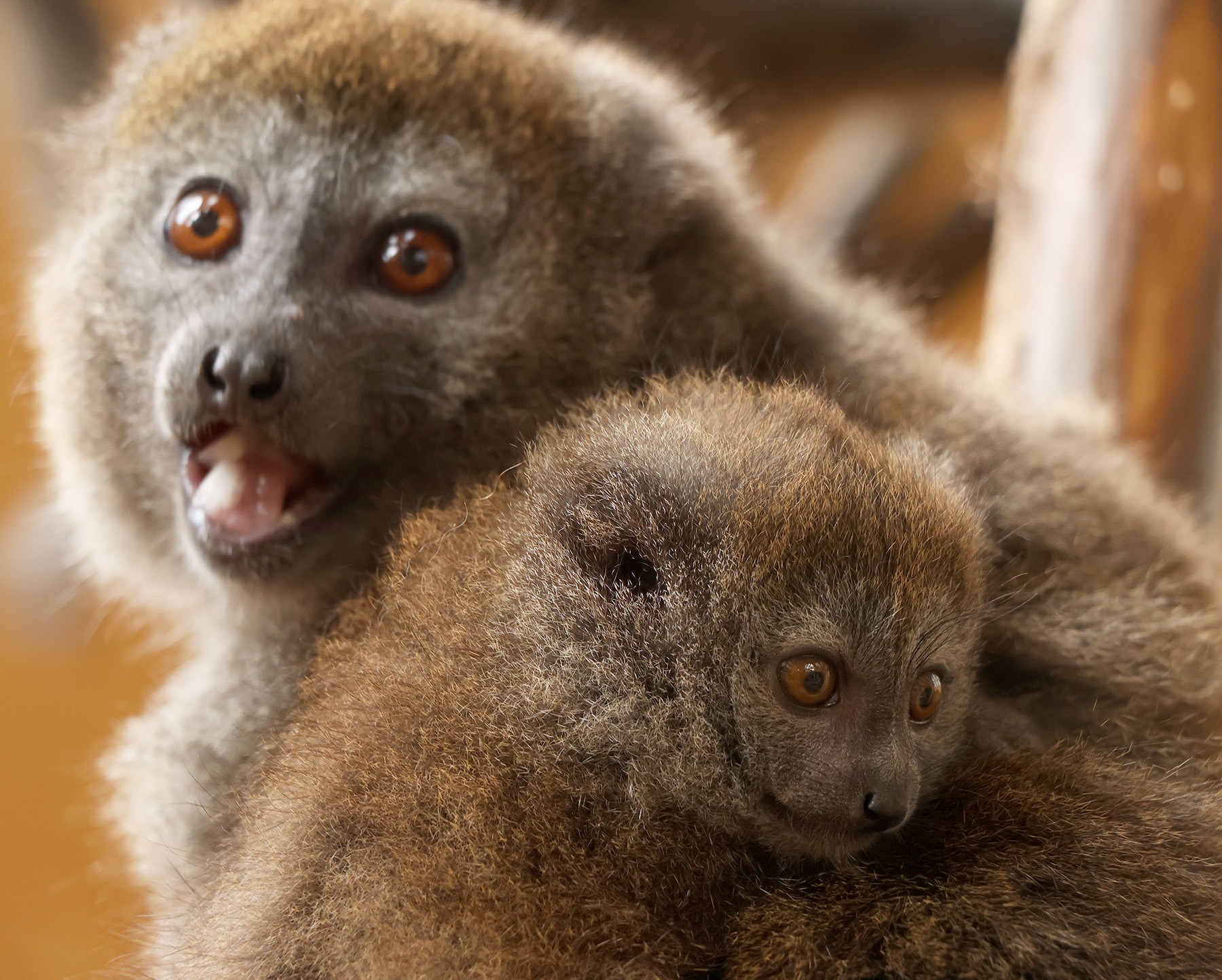 Desátý rákosový lemur v Plzni