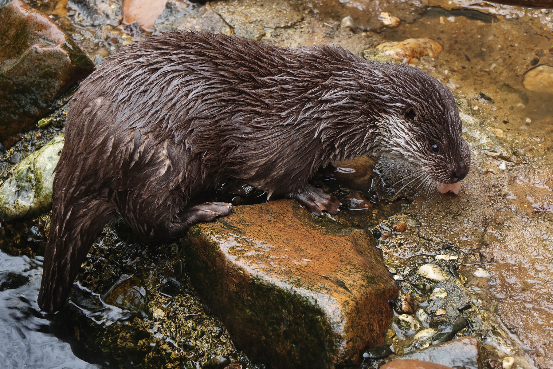 Vydry jsou Matylda a Klotylda