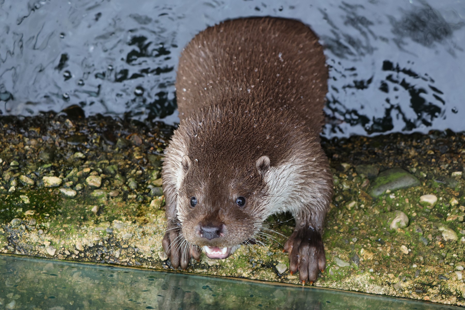 vydra-říční-Lutra-lutra-29-1-2025-km (50)-mini