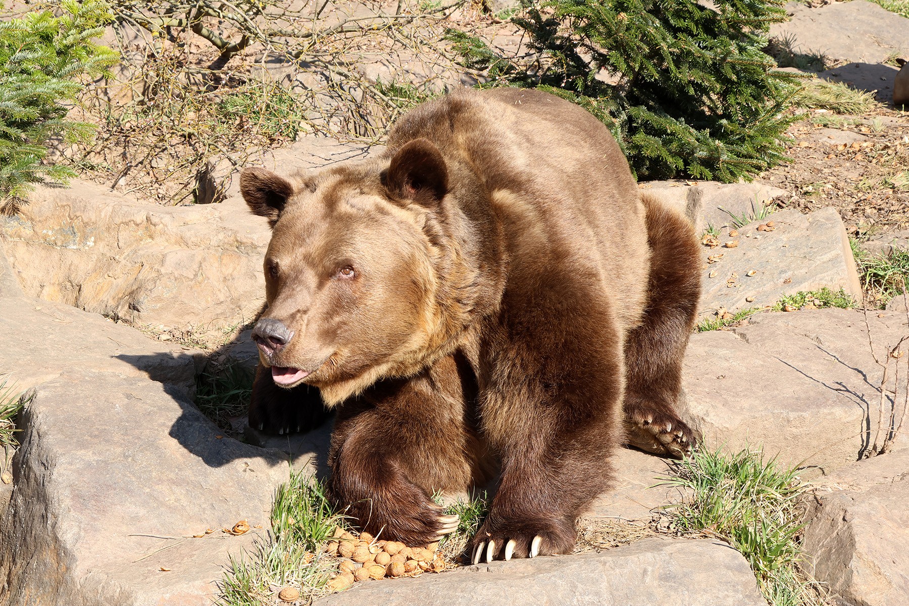 medvědi-buzení po zimě-6-3-2025-km (205)-upr-mini