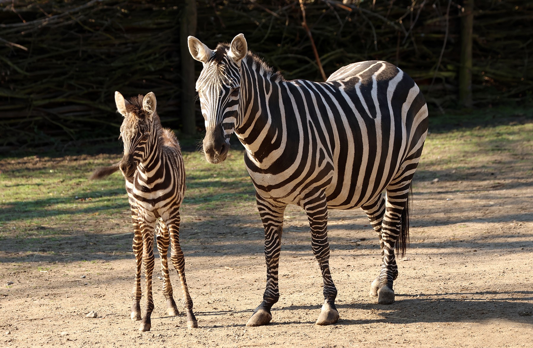 zebra-bezhřívá-Equus-quagga-borensis-4-4-2025-km (27)-mini