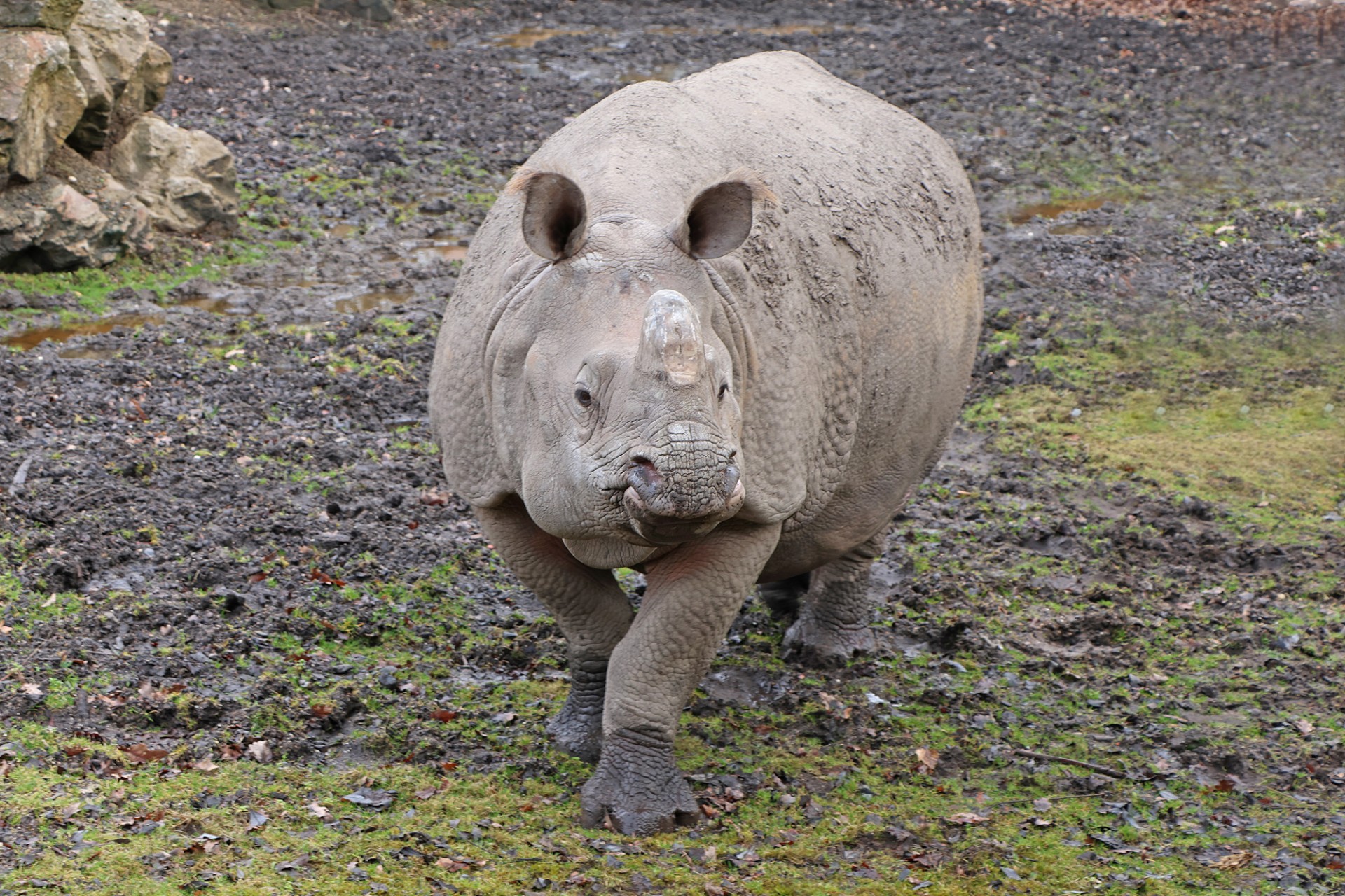 nosorožec-indický-Rhinoceros-unicornis-13-2-2024-km (8)-mini