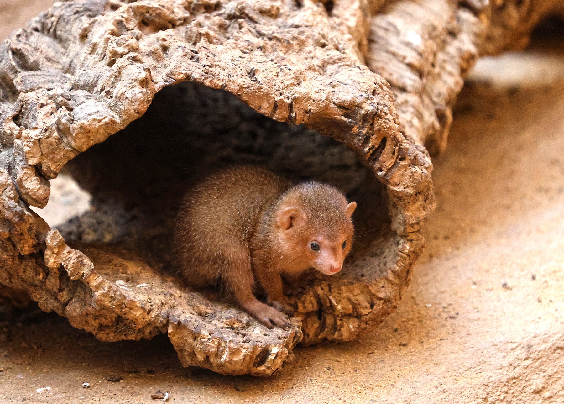 mangusta-trpasličí (137)-mini