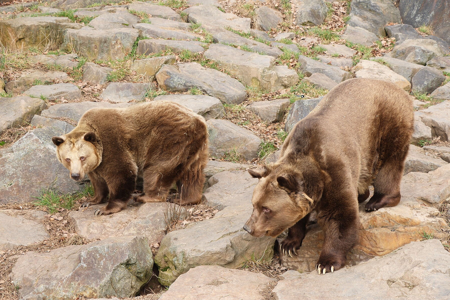 medvědi-poprvé po zimě venku-2-3-2026-km (26)-mini
