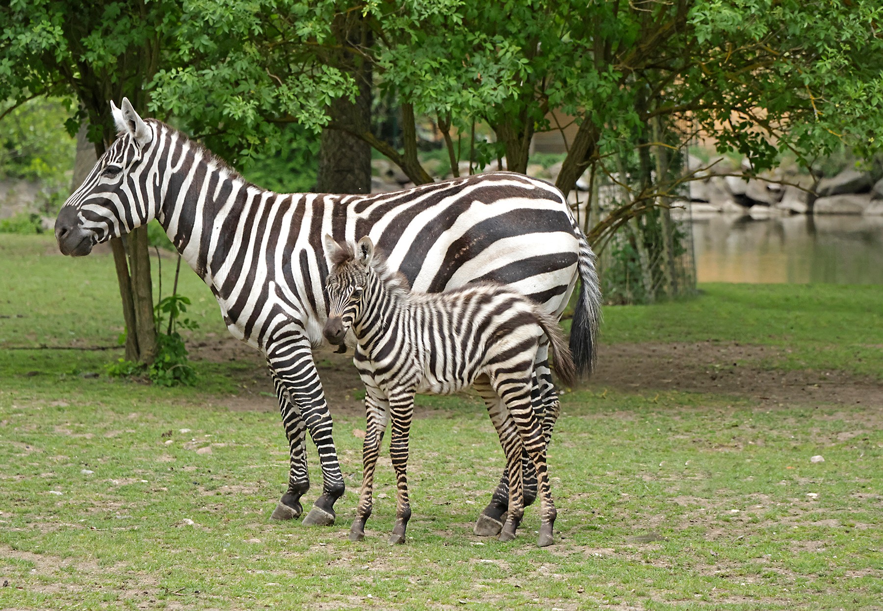 zebra-bezhřívá-13-5-2026-km (95)-upr-mini