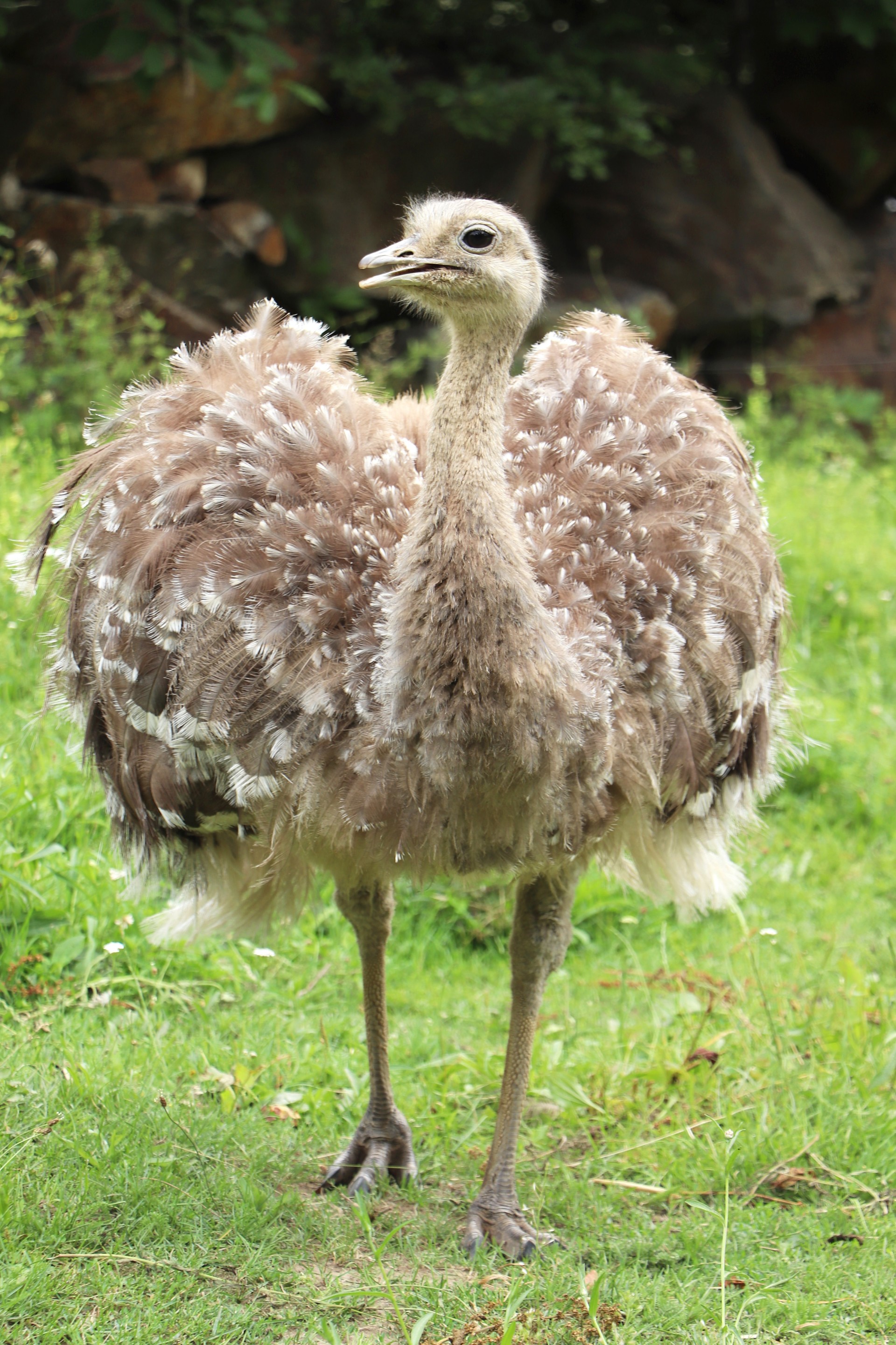 nandu-Darwinuv-Rhea-pennata-kmkm (7)-upr