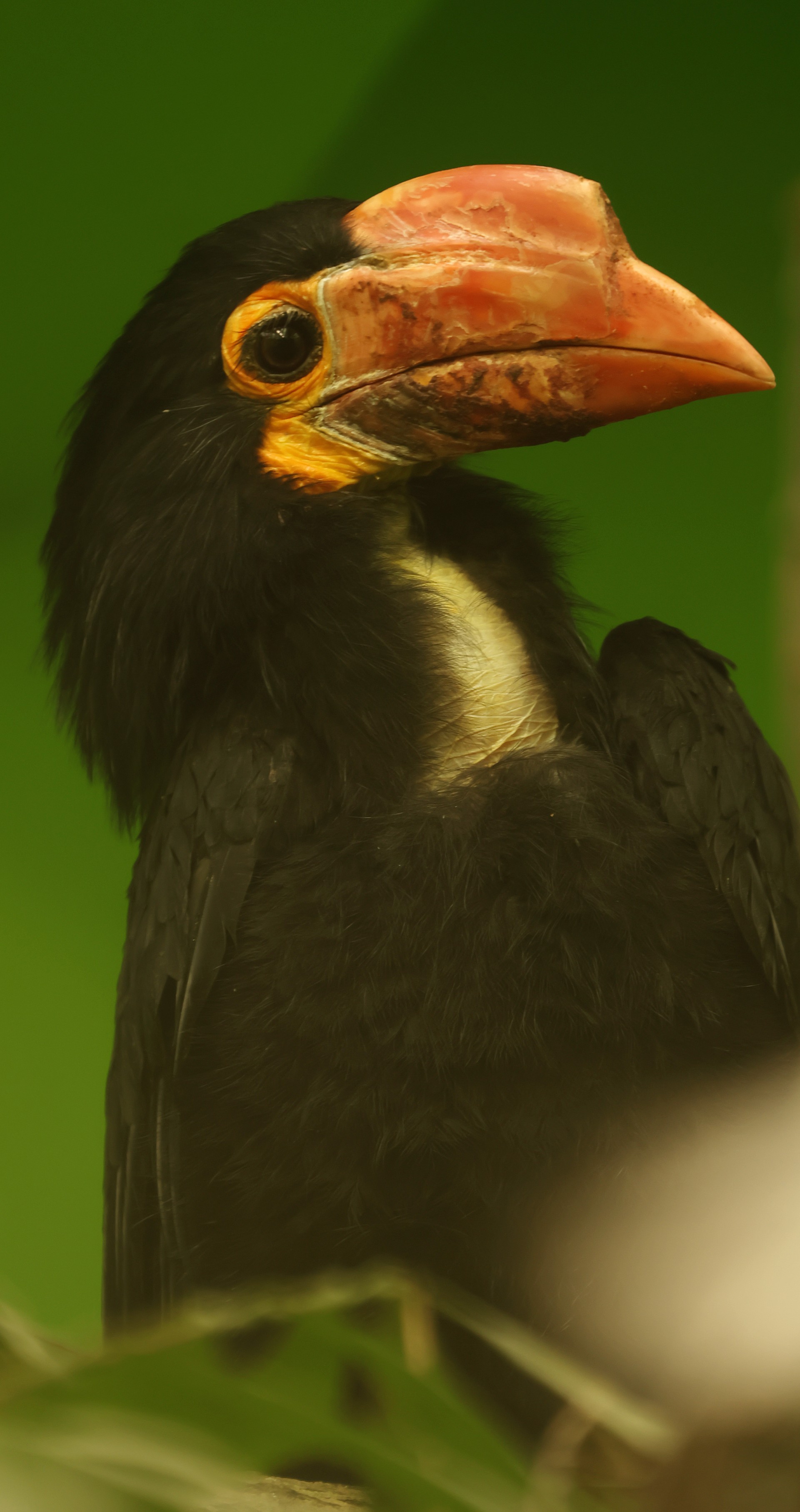 zoborožec-světlehlavý-4-3-2025-km (37)-upr