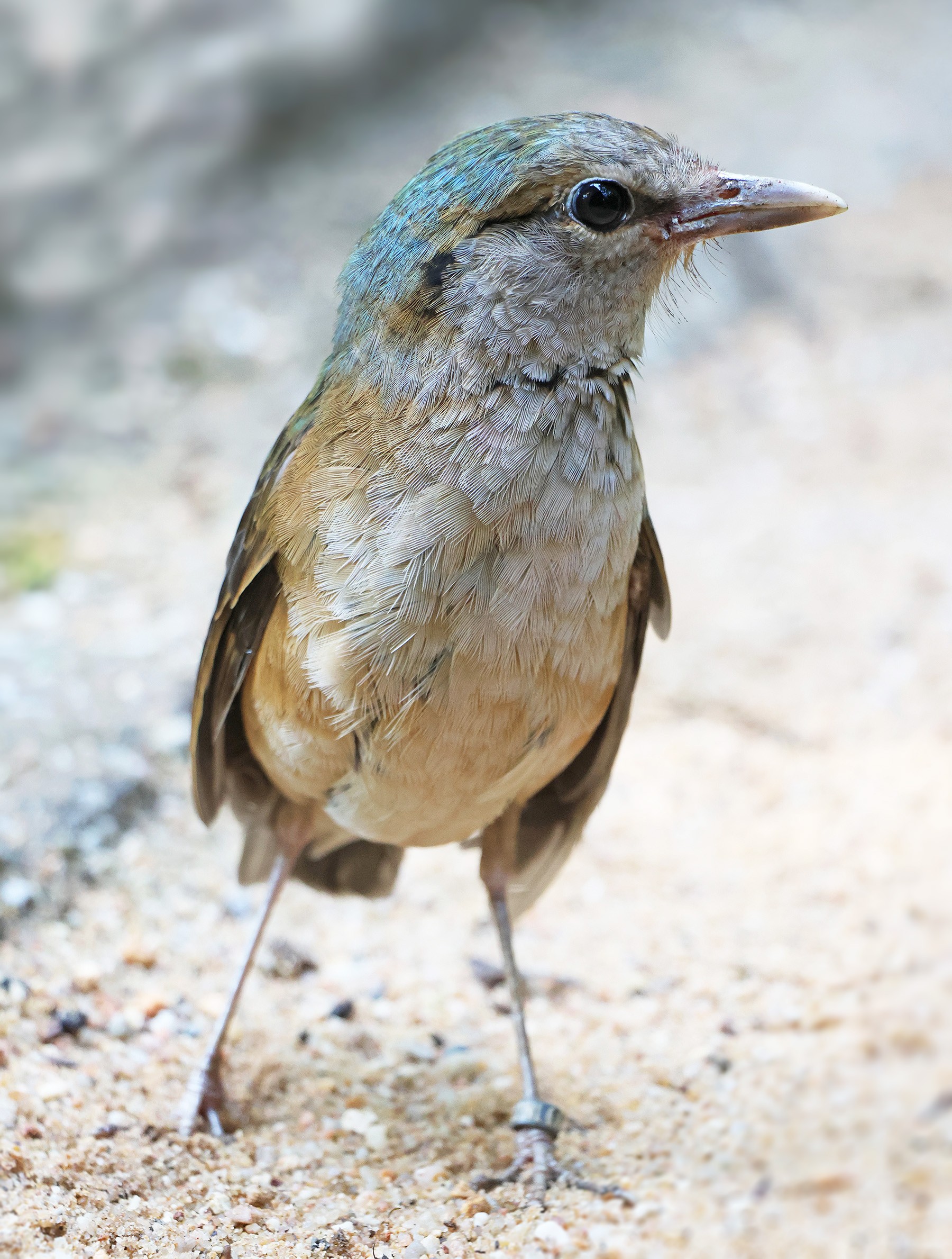 pita-Hydrornis-soror-5-8-2025-km (84)-upr-mini