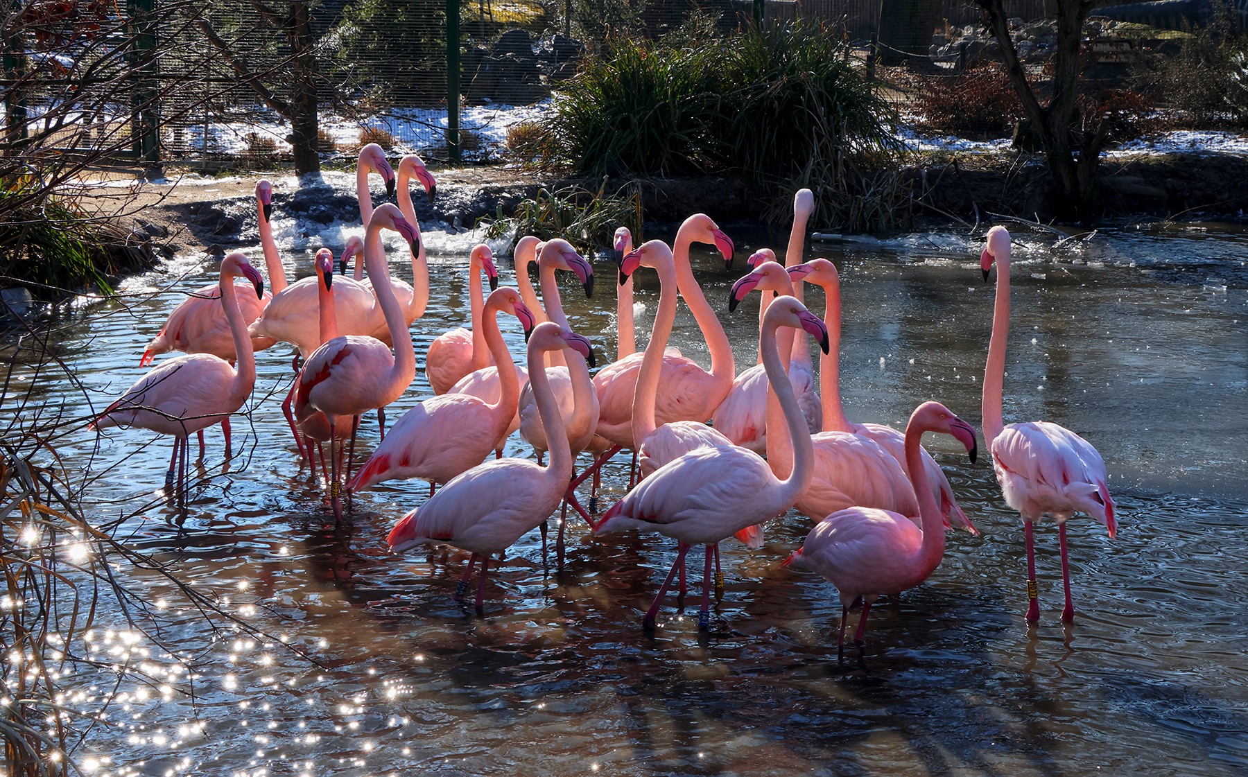 Nová ochranářská kampaň evropských zoo: Mokřady pro život