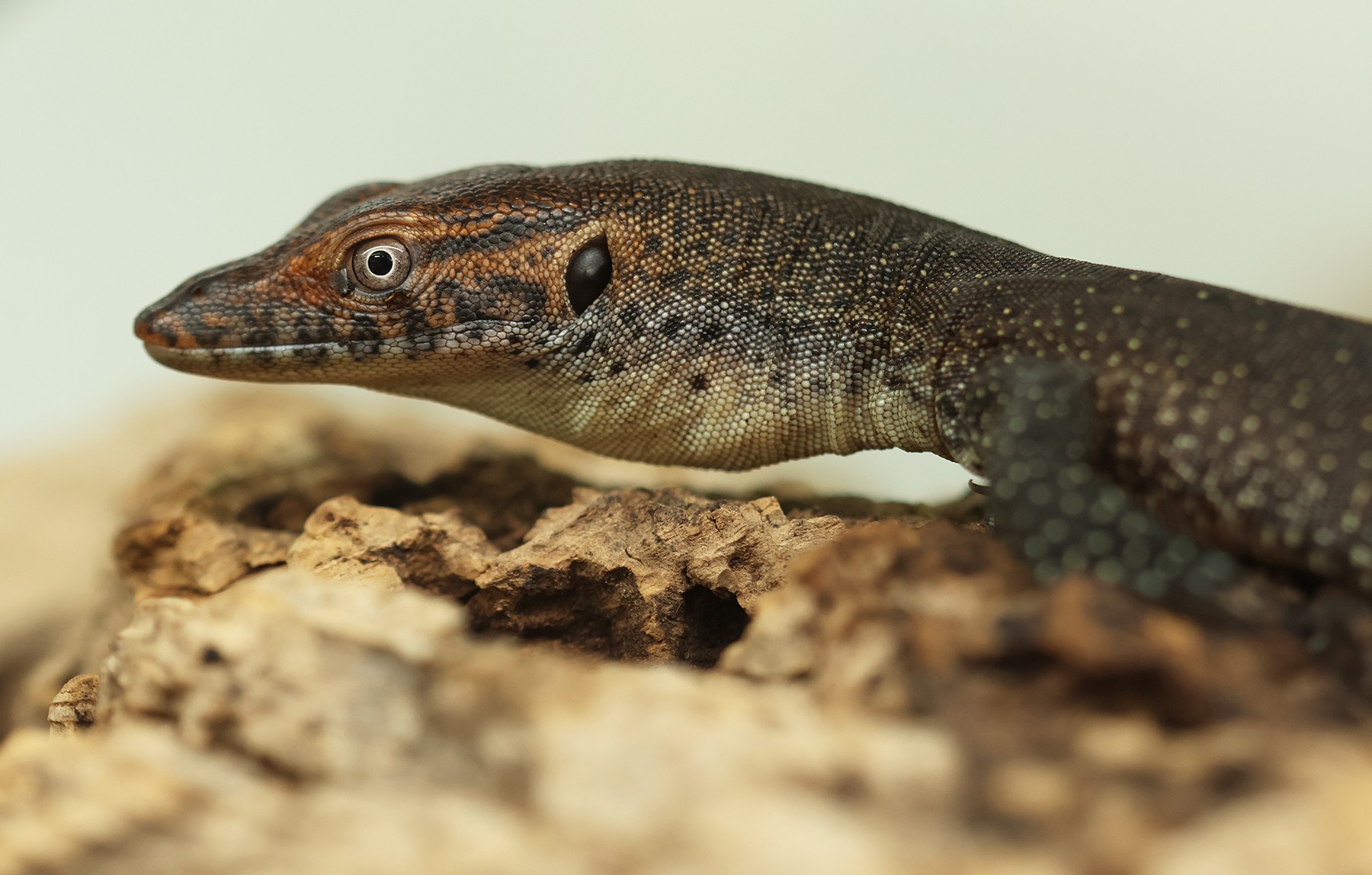 varan-mertensi-12-8-2025-km (21)-upr-mini