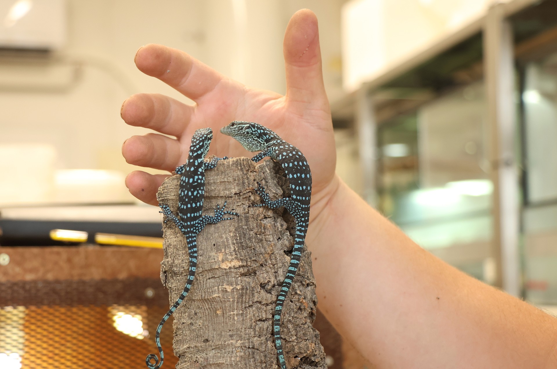 varanus-macrei (35)-upr