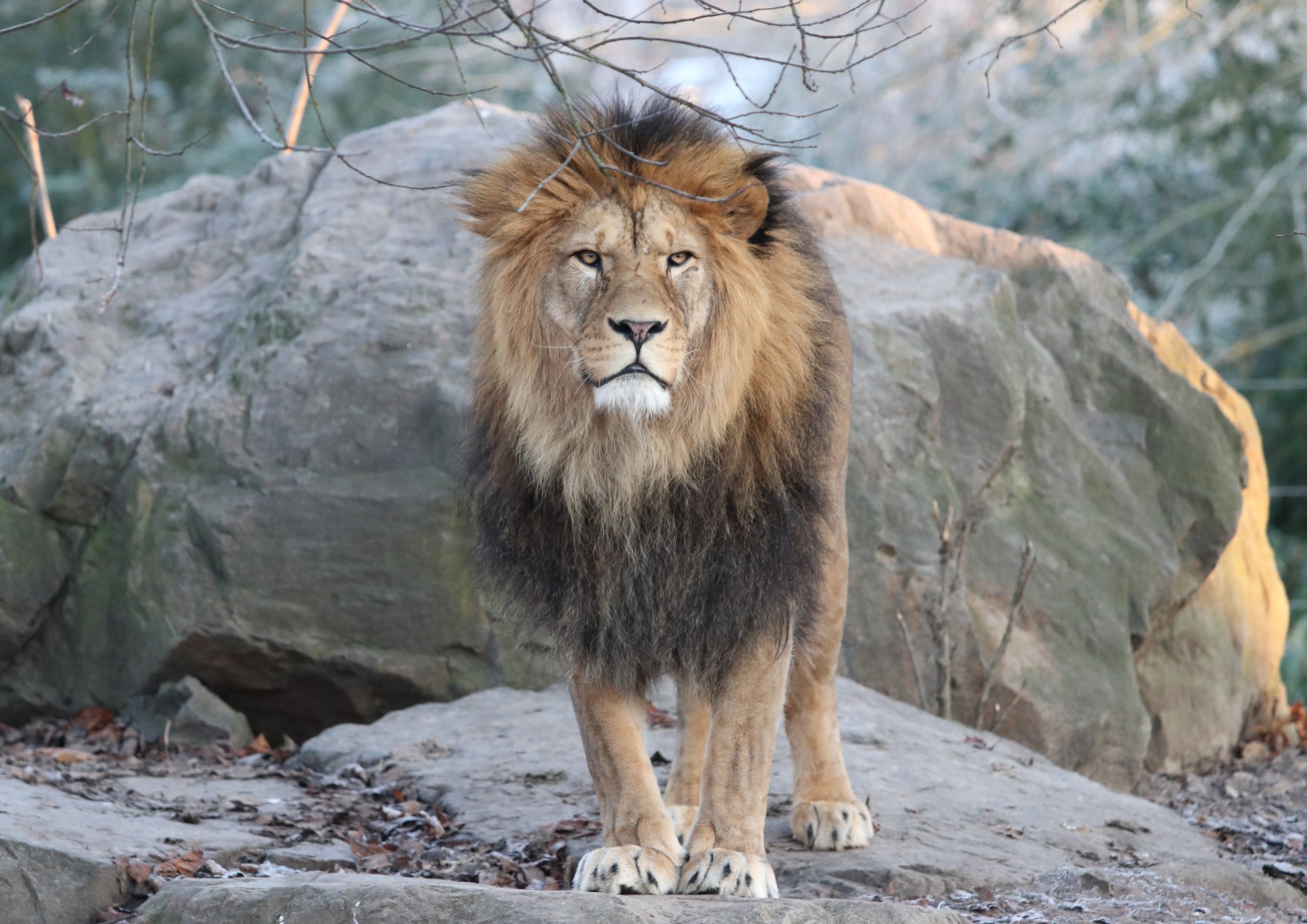 Lev berberský (Panthera leo leo),Zoo Plzeň,29.11 A3