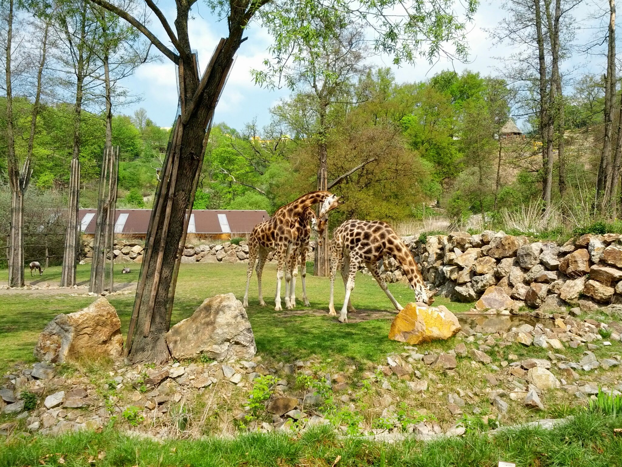 VI. A v ZOO Plzeň
