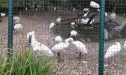 Zoo 4.C